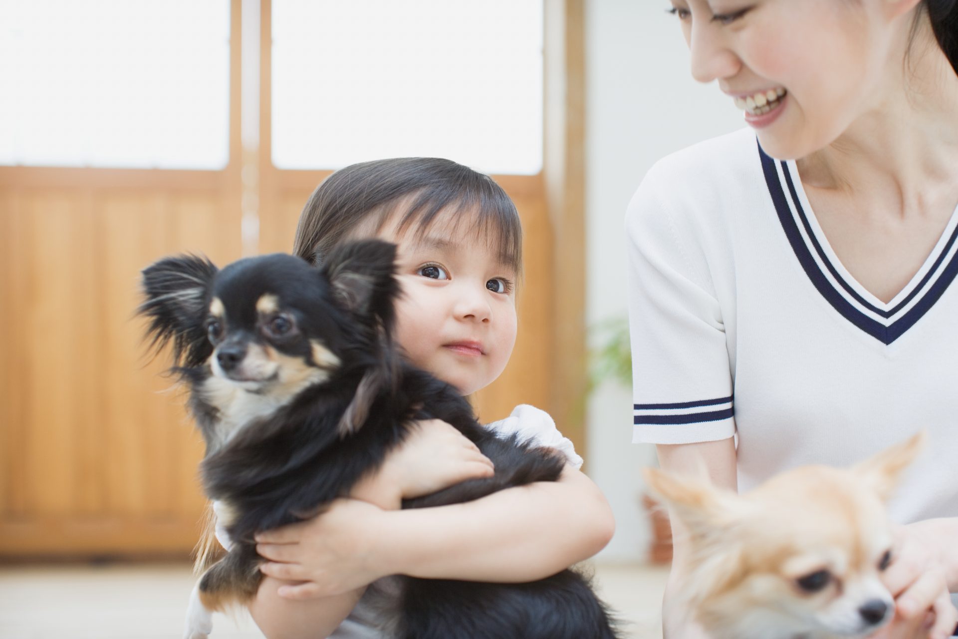 China has more pets than children