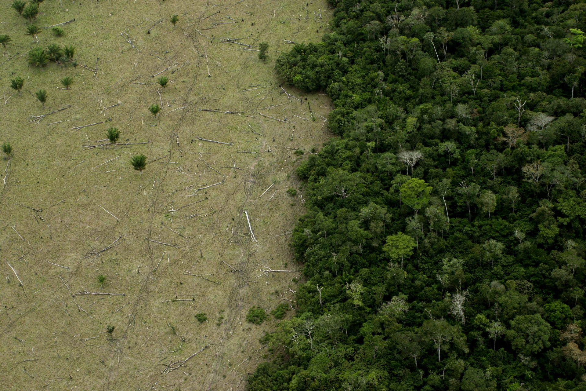 Can a bioeconomy save the Amazon from deforestation?