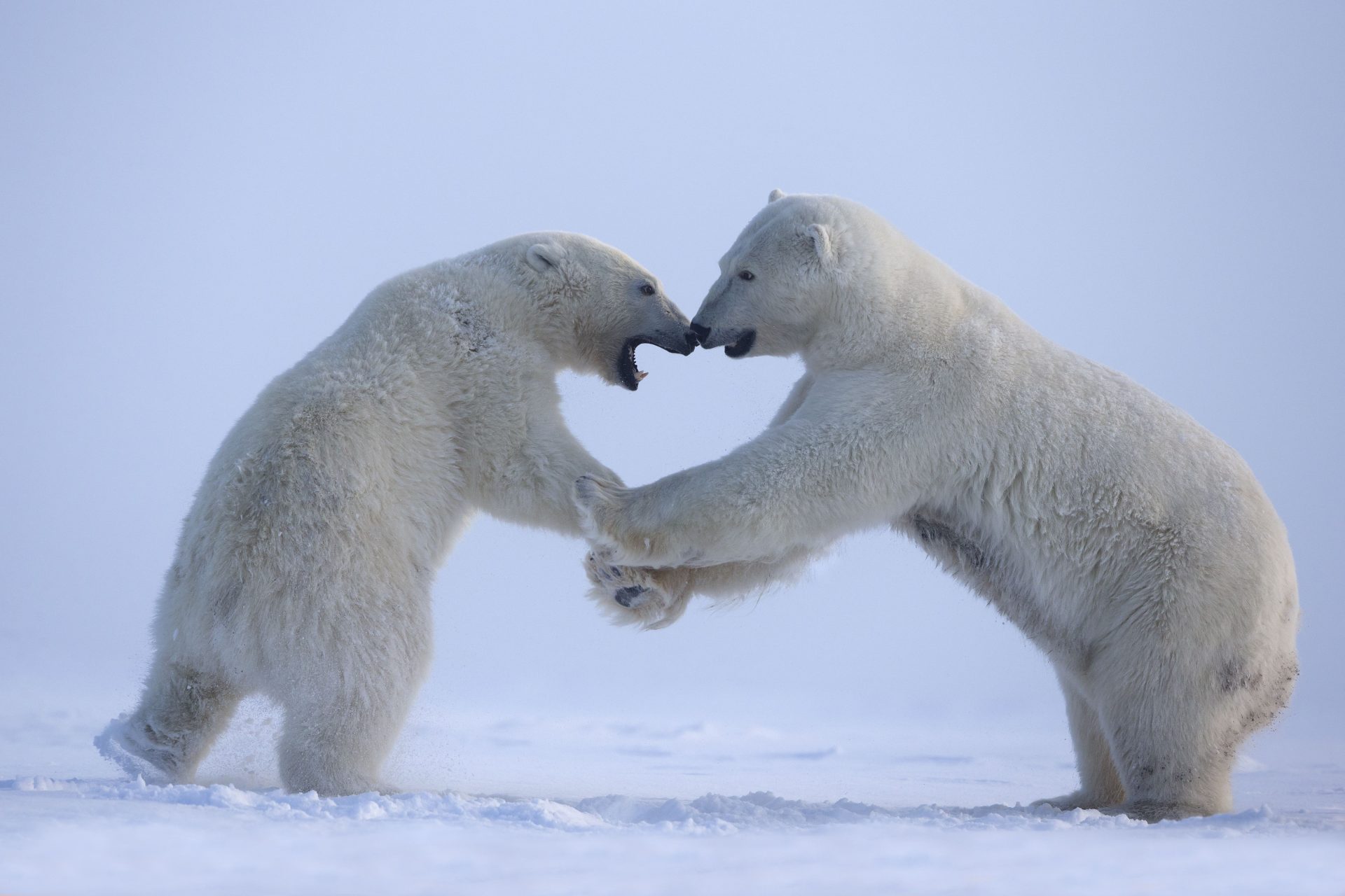 La population d'ours polaires diminue