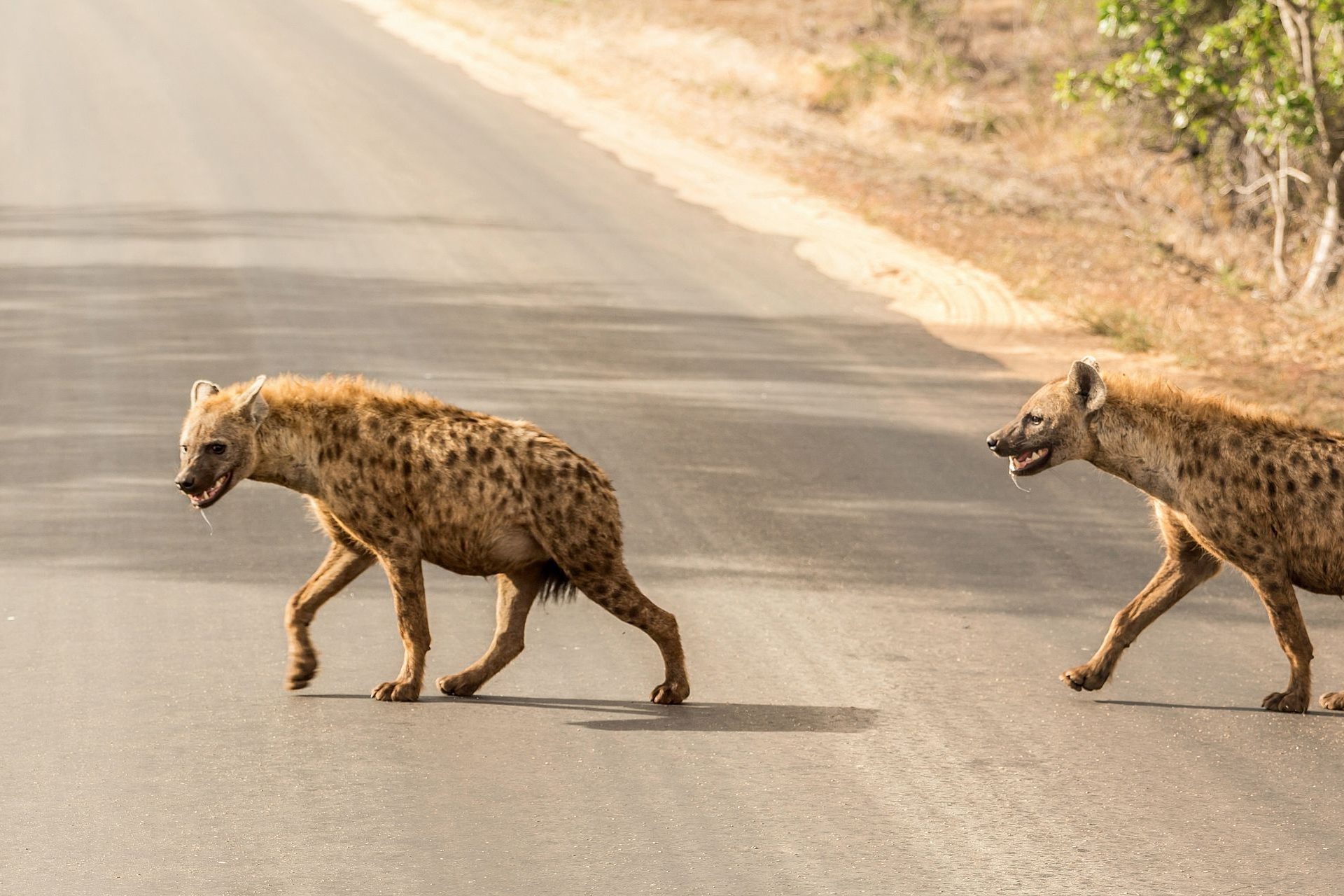 Afrique du Sud : la protection des animaux