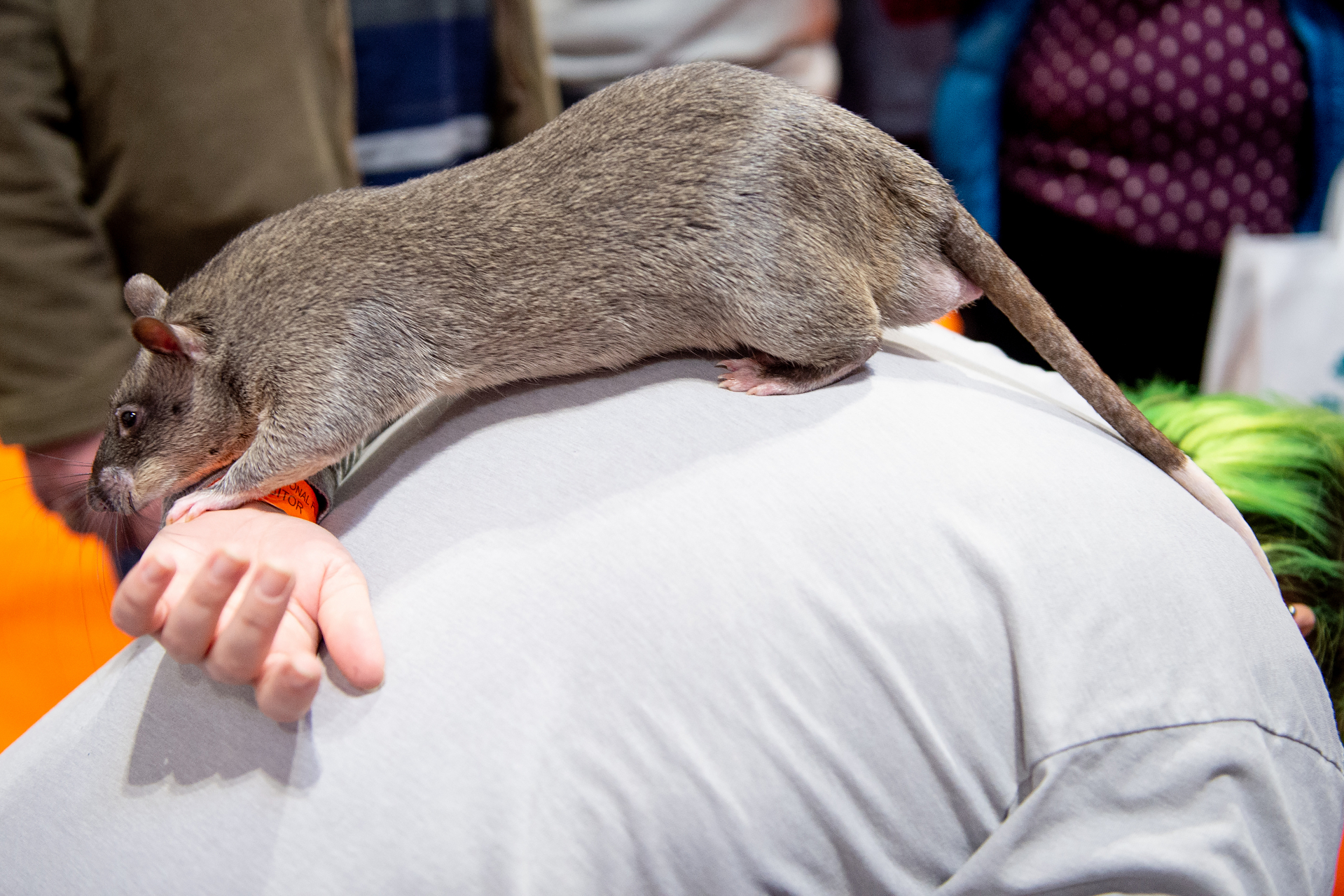 ペットとして飼う人も