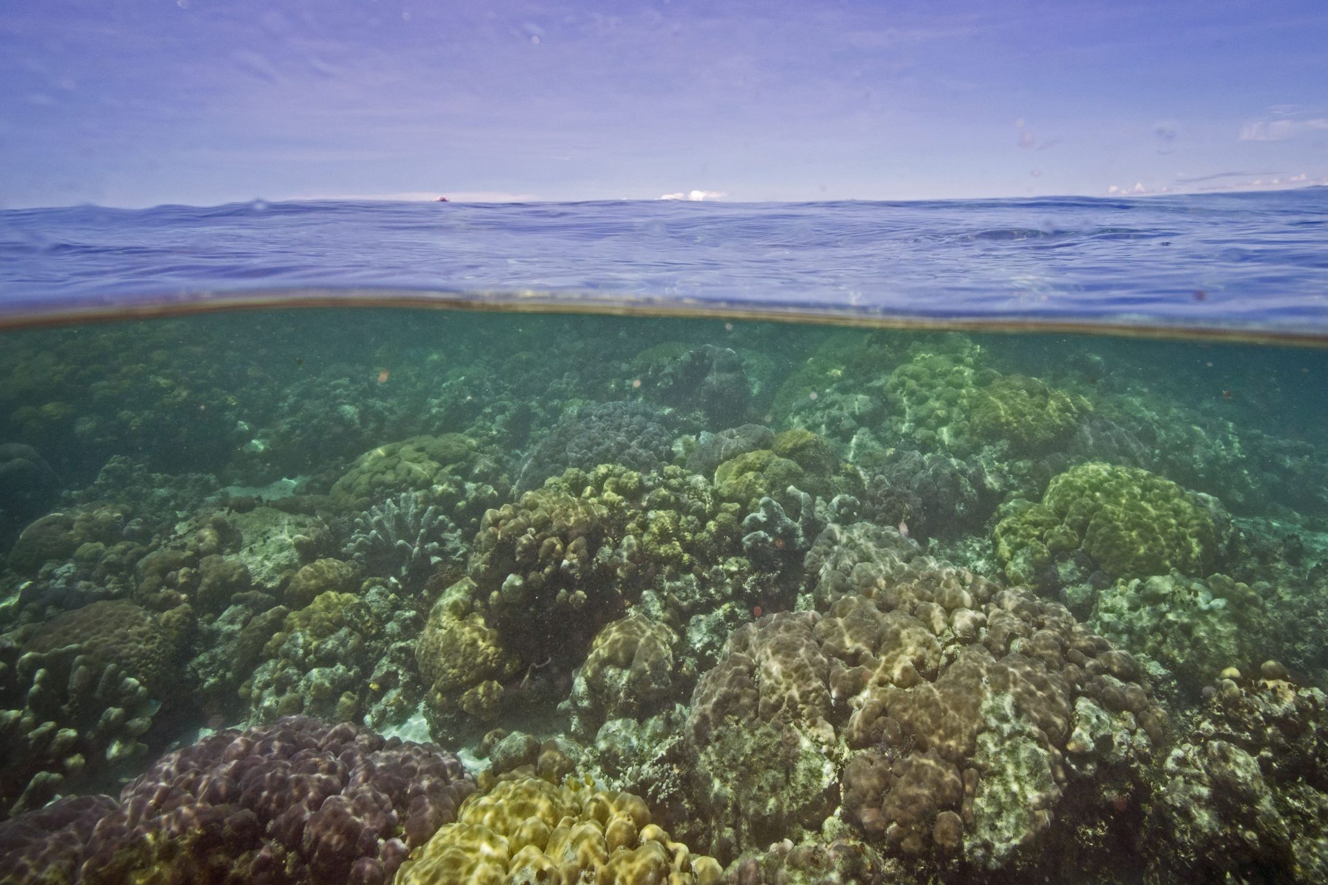 ¿Dónde se descubrió el coral?