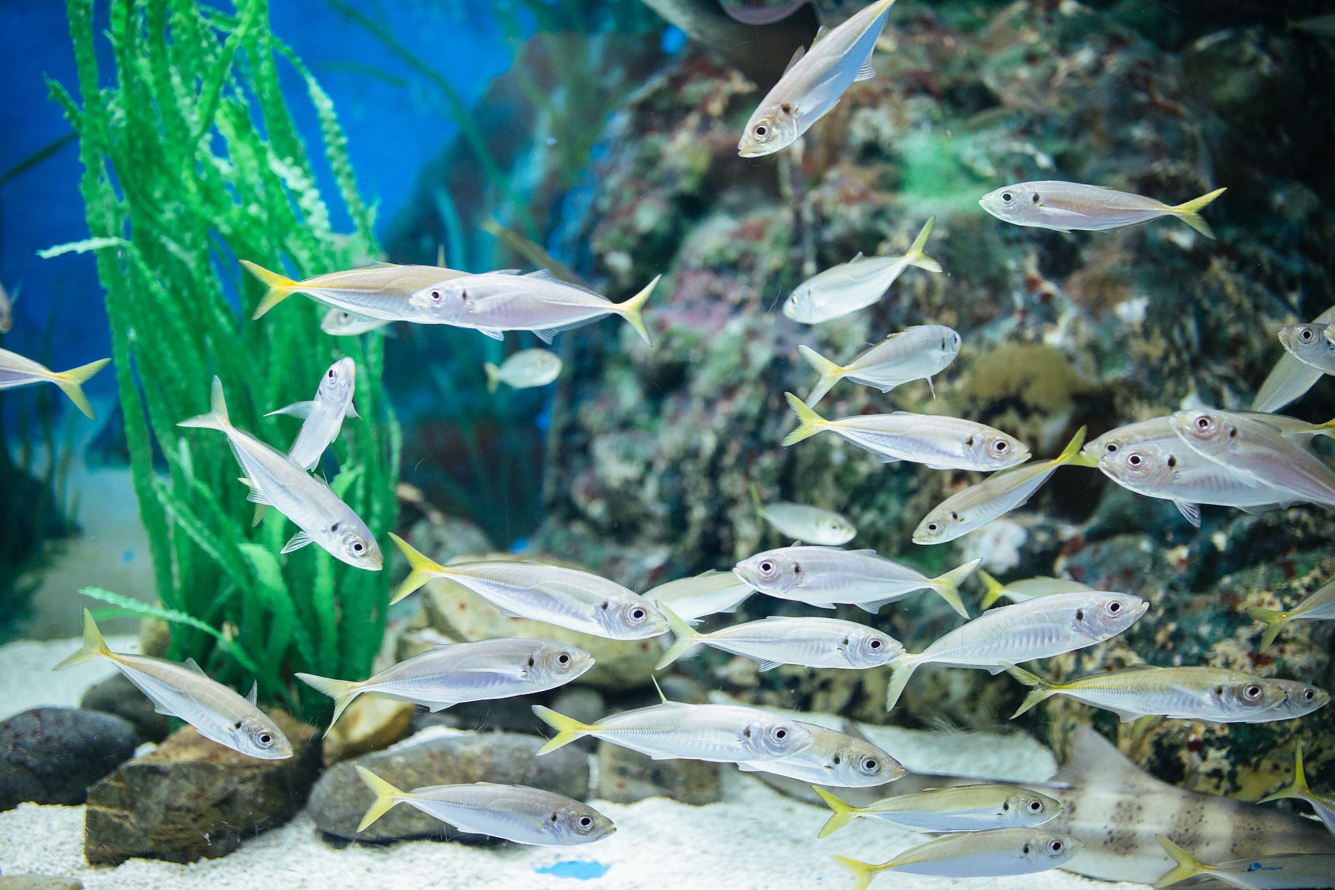 来館者に会えずに気落ちしたマンボウ：水族館スタッフの顔写真で元気を取り戻す