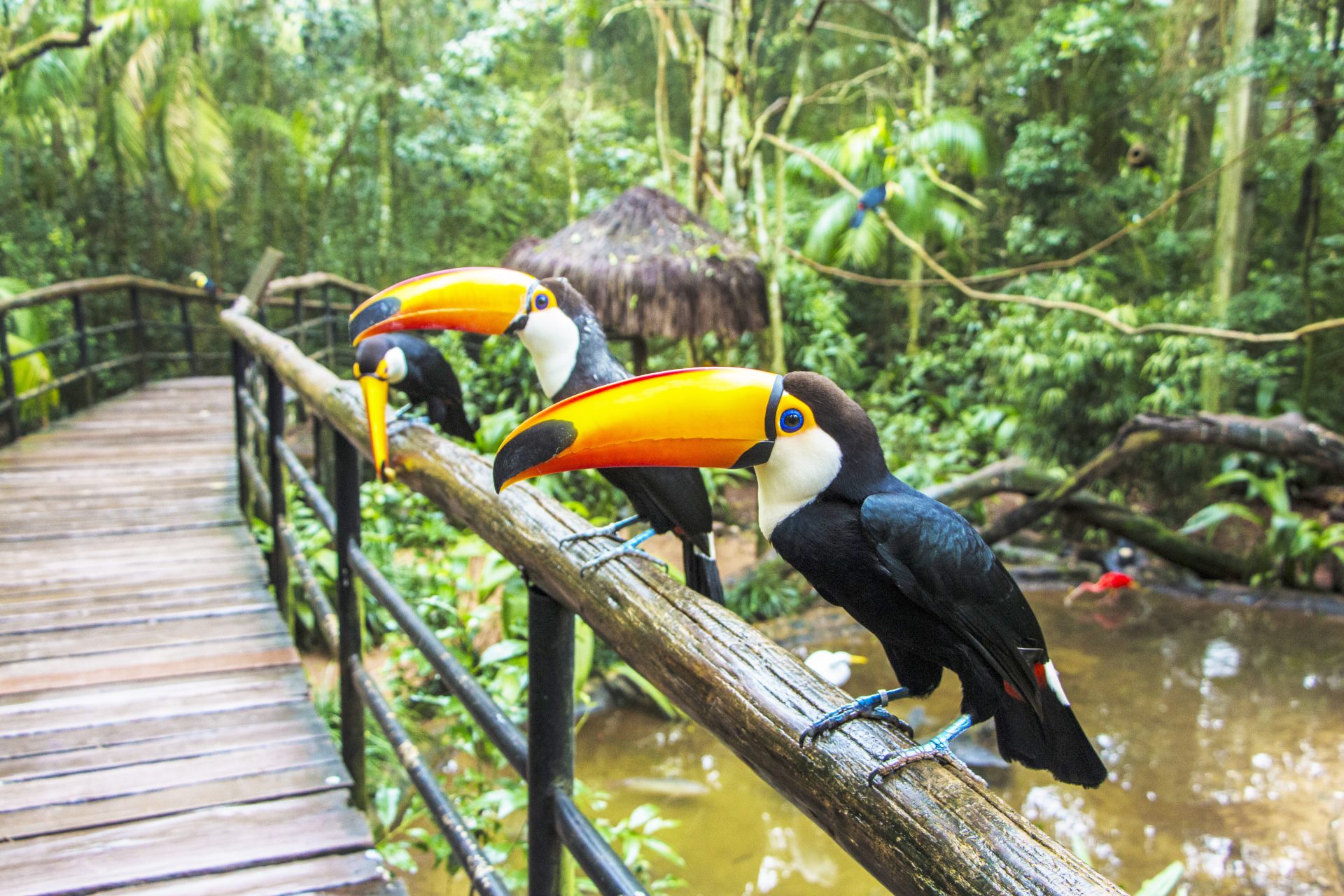 Parque das Aves / Foz do Iguaçu / Paraná