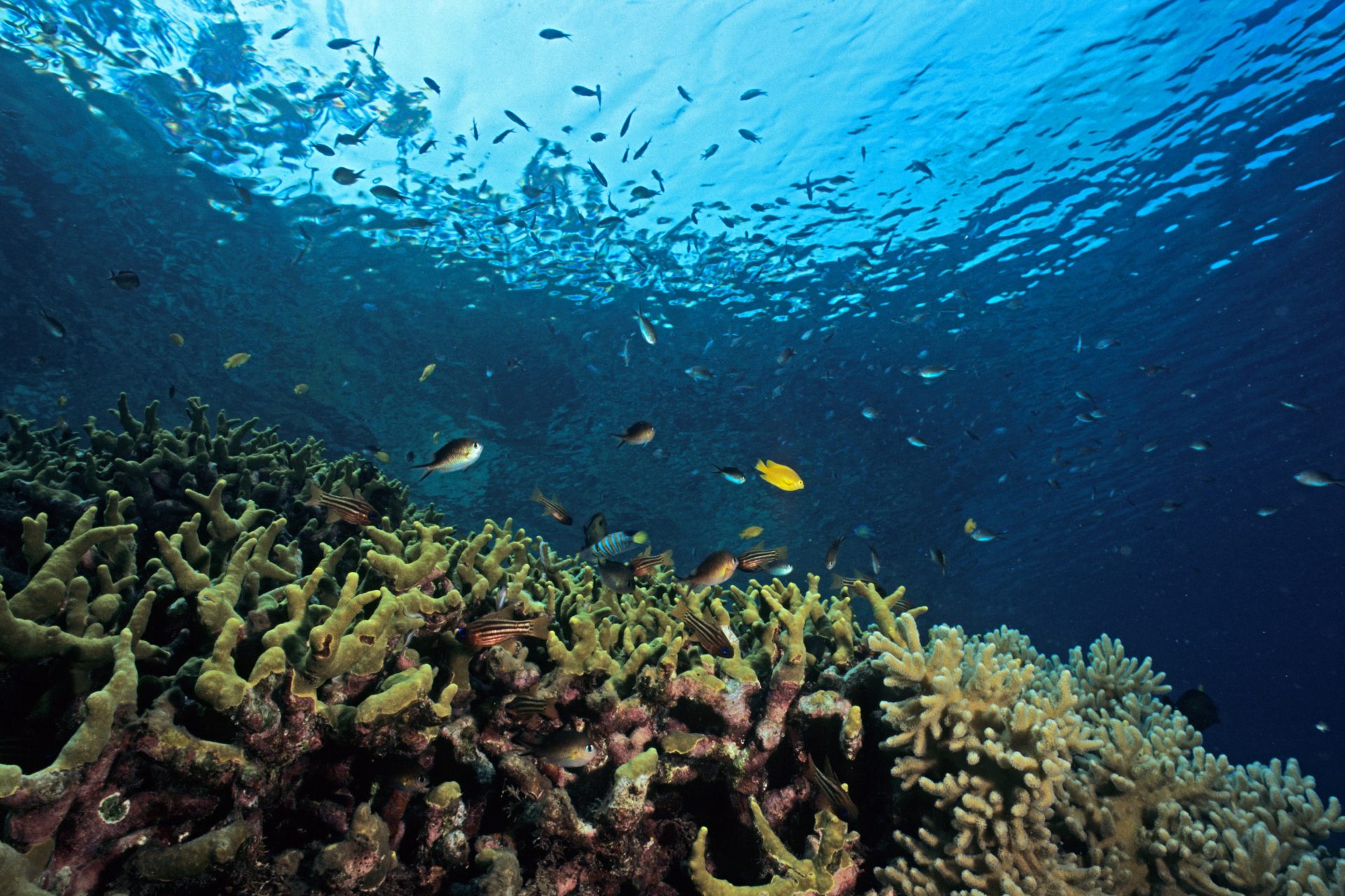 Inesperado hallazgo científico en el fondo del océano: así es el coral más grande del mundo