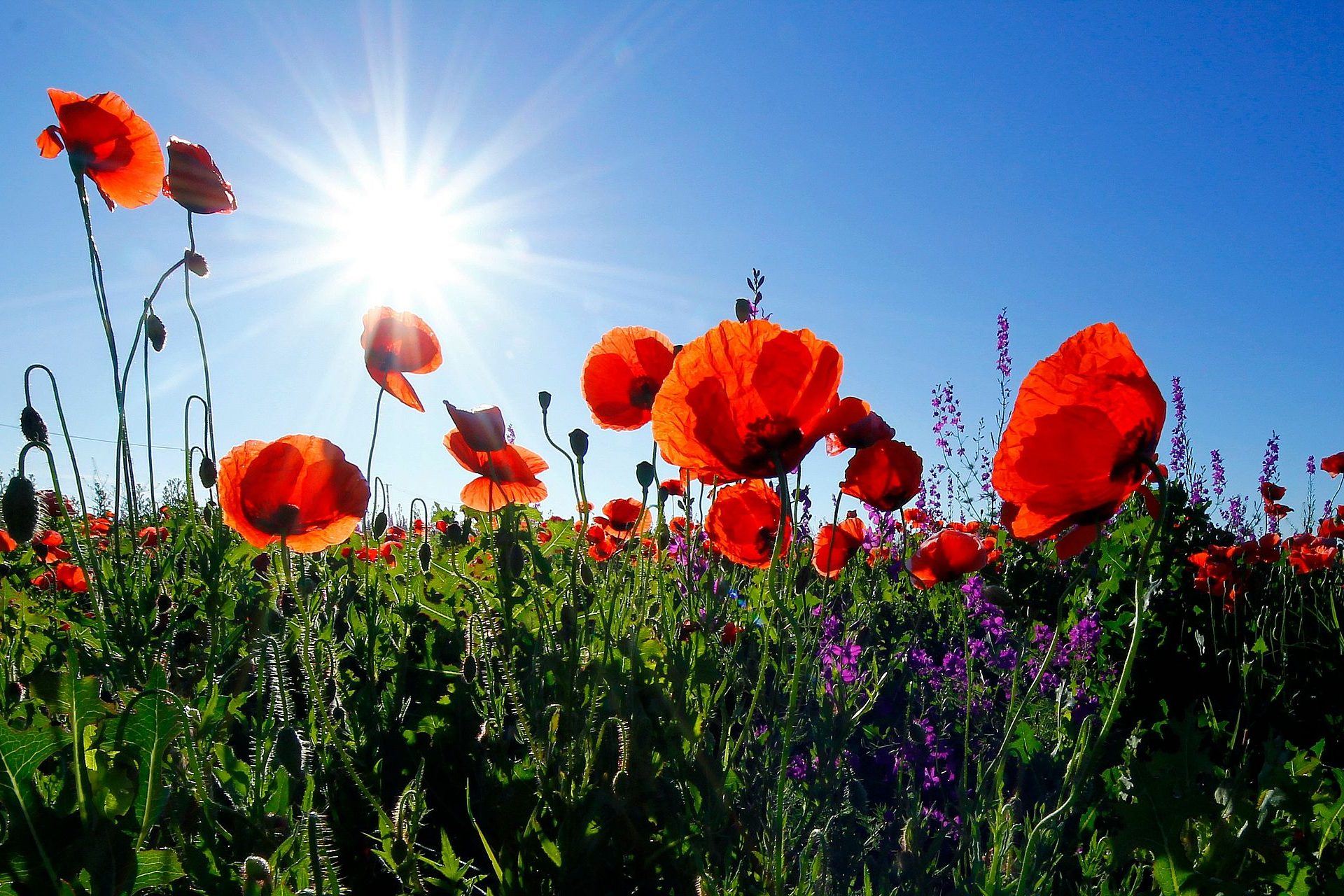 8 ans : les noces de coquelicot