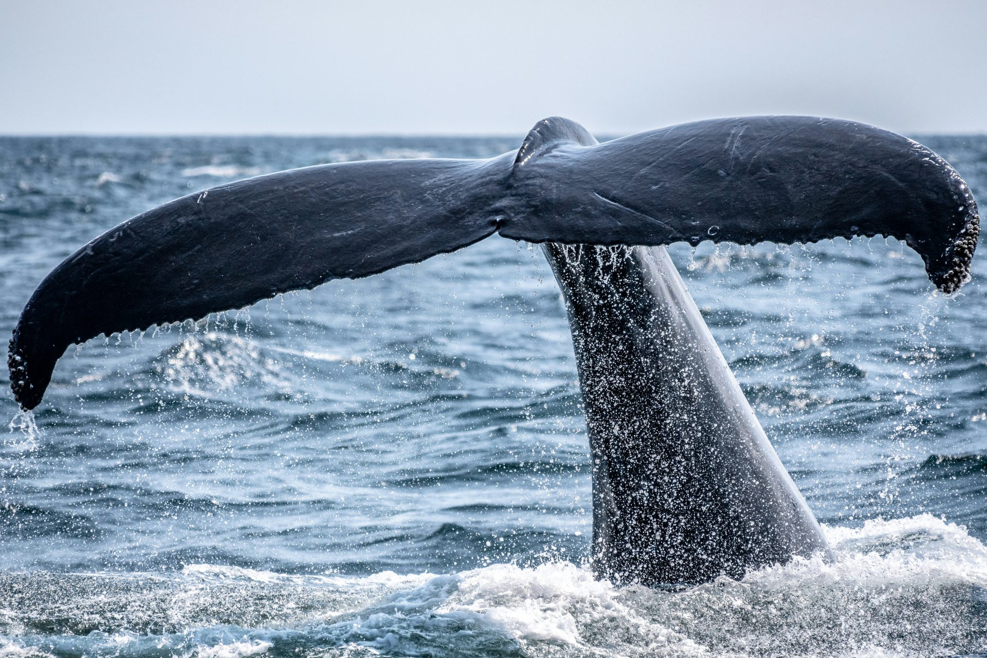 Die Fischerei wurde auf Finnwale ausgeweitet