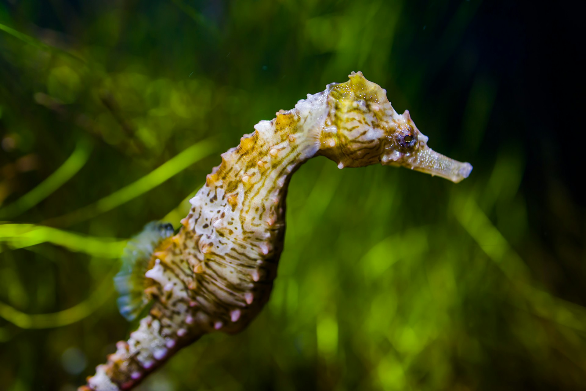 Caballito de mar