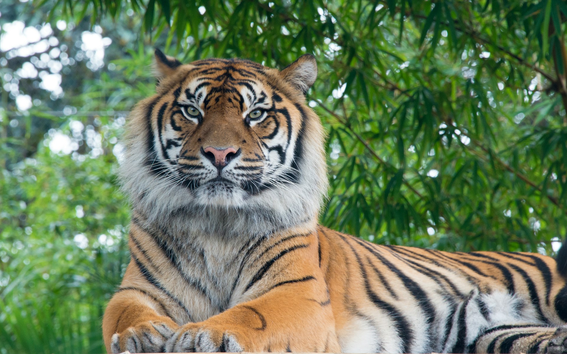 Tigre