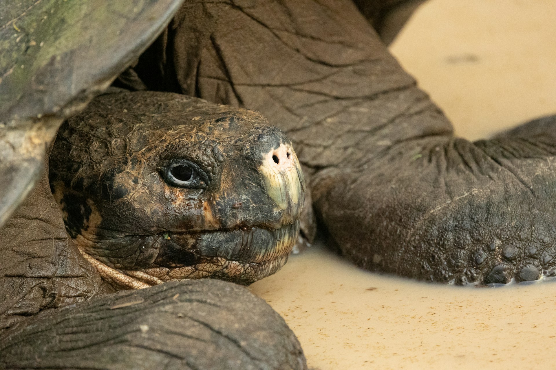 Tortuga de los Galápagos