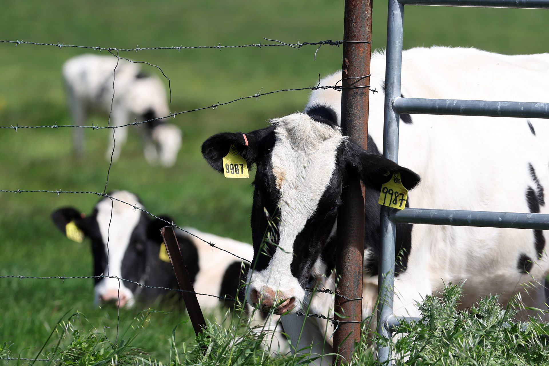 Prueba en vacas lecheras