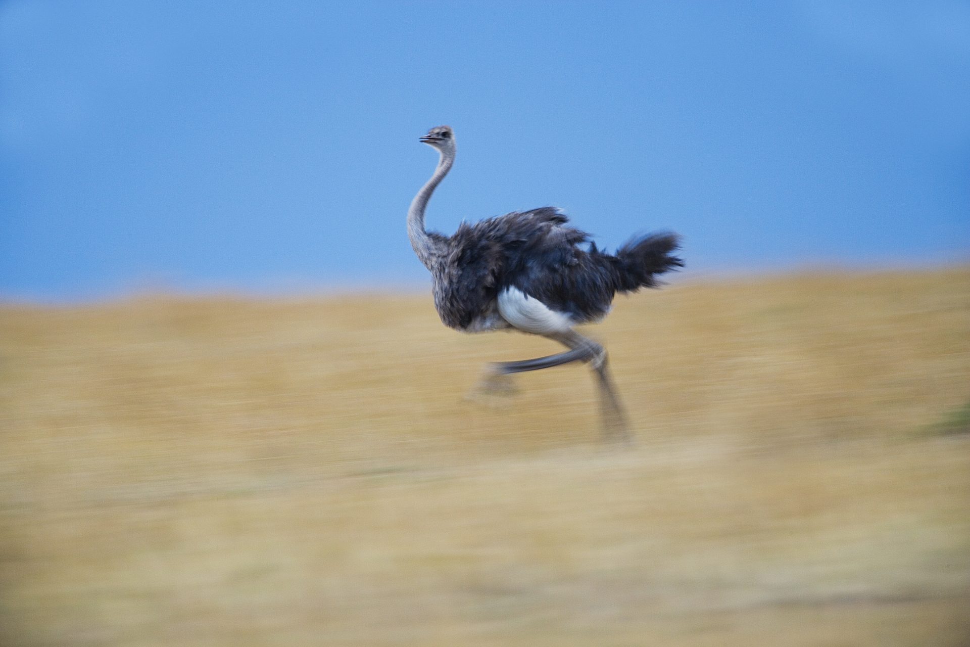 The world’s fastest land animals are way quicker than humans