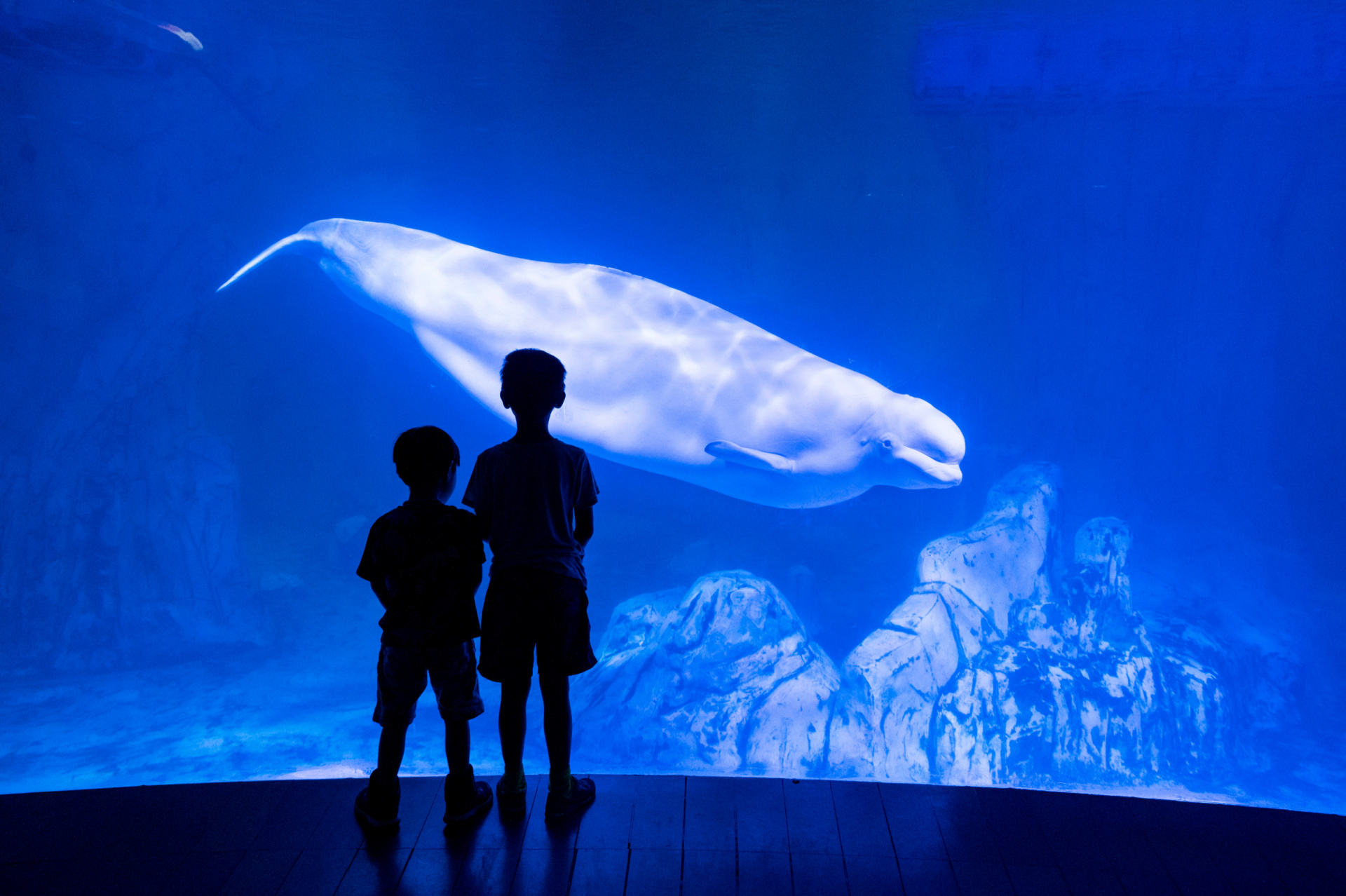 L'Oceanogràfic (Valencia / España)