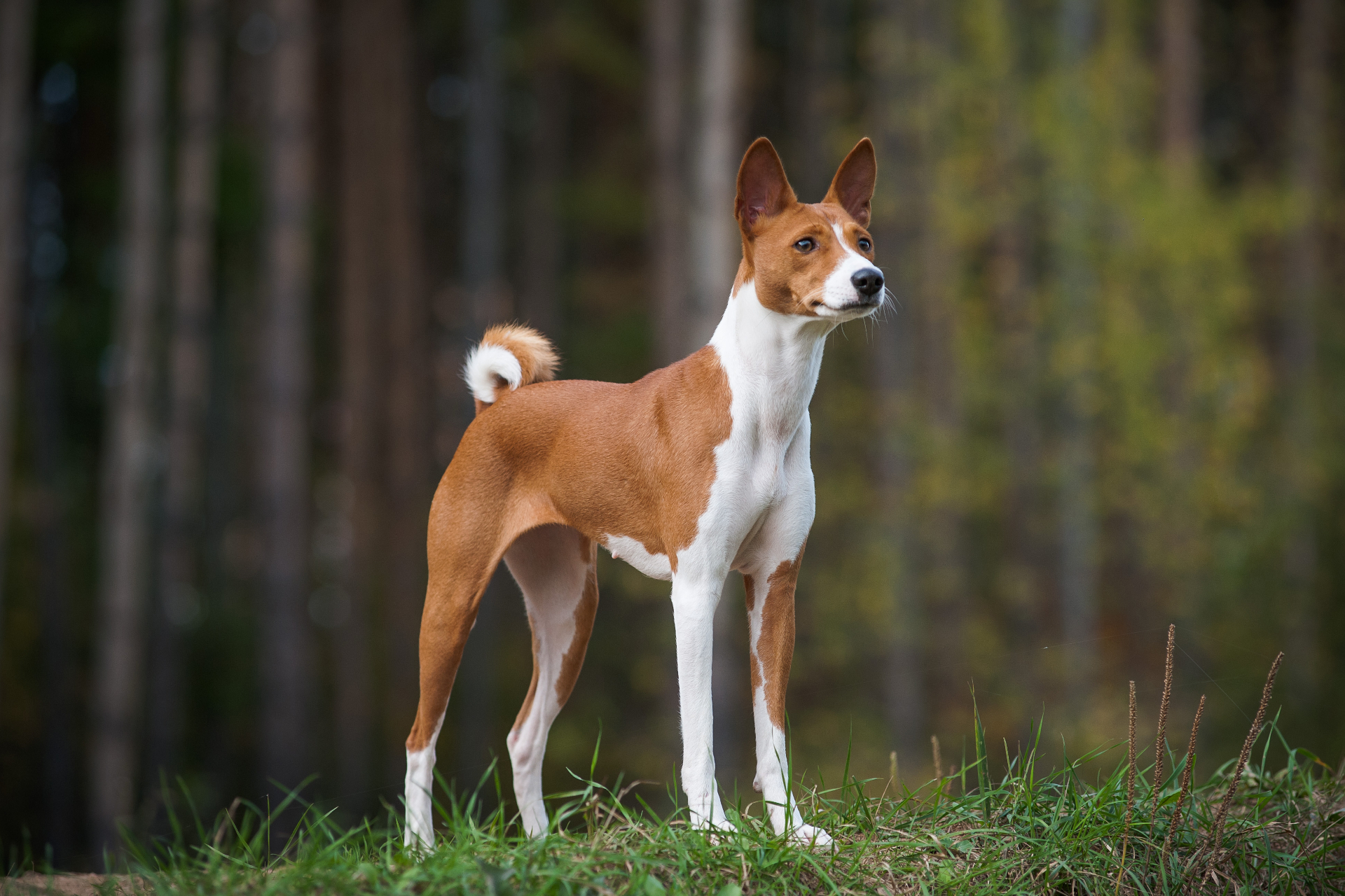 Basenji 