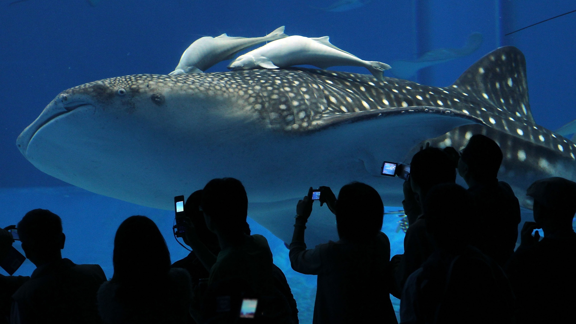 Acuario Okinawa Churaumi (Okinawa / Japón)