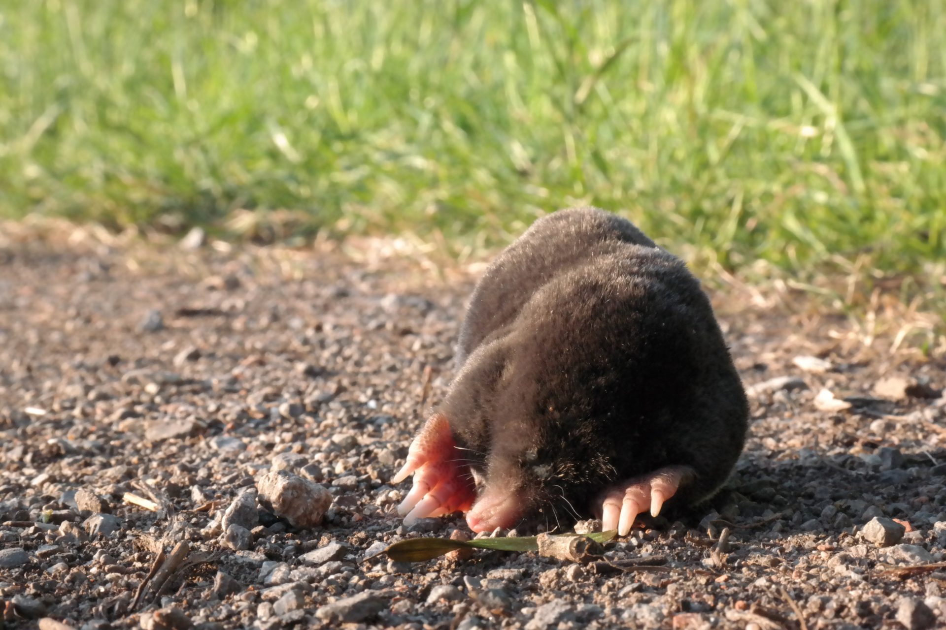 Spitzmaus, Maulwurf und Co