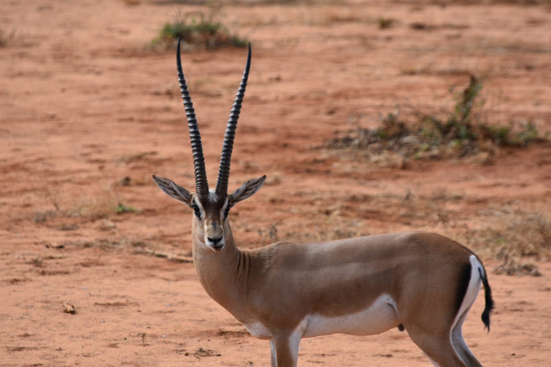 3. Dorcas Gazelle 