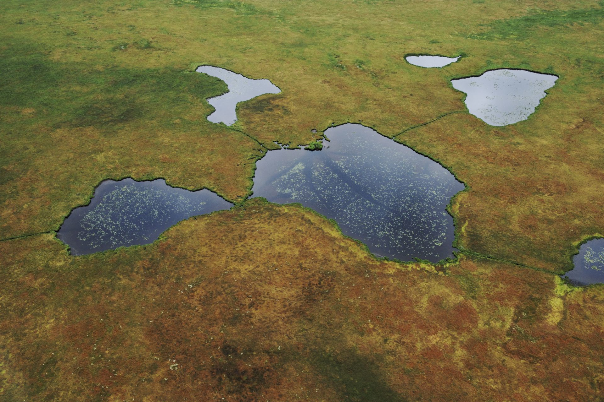 El derretimiento del permafrost siberiano: impactos en la flora, fauna y recursos hídricos