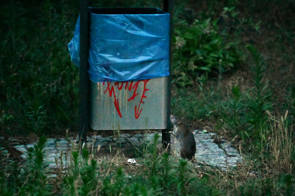 München setzt auf ungiftigen Kampf gegen Ratten