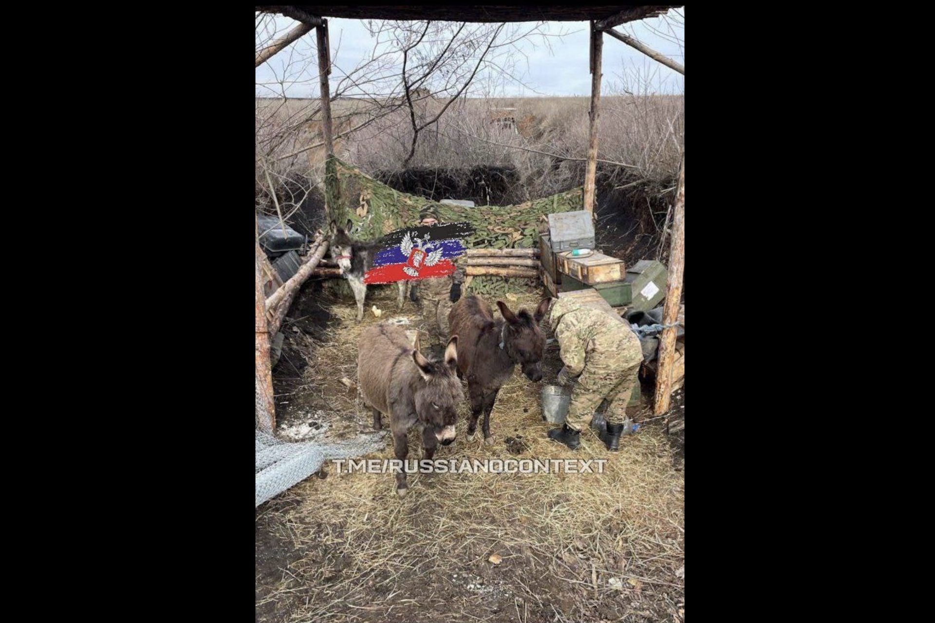 ¿Es esta la razón de la llegada de burros al frente? 